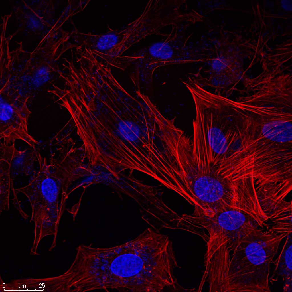 CONFOCAL MICROSCOPY WORKSHOP